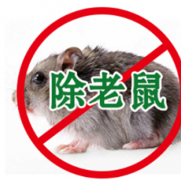烏魯木齊滅老鼠